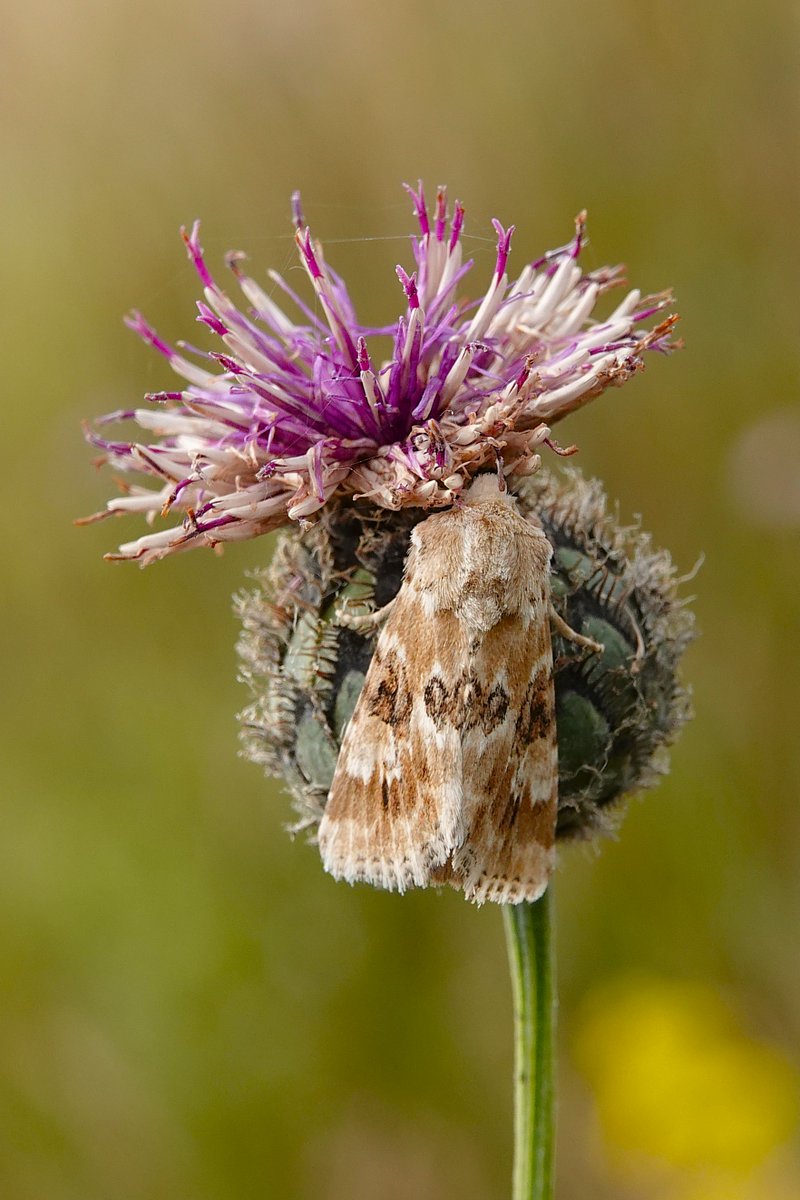 dartfordtrapper's tweet image. Another survey with Butterfly Conservation today, this time looking for Bright Wave at a recently discovered site. A pretty awesome 2500 were recorded, along with Sussex Emerald, Small Blues and Dusky Sallow.