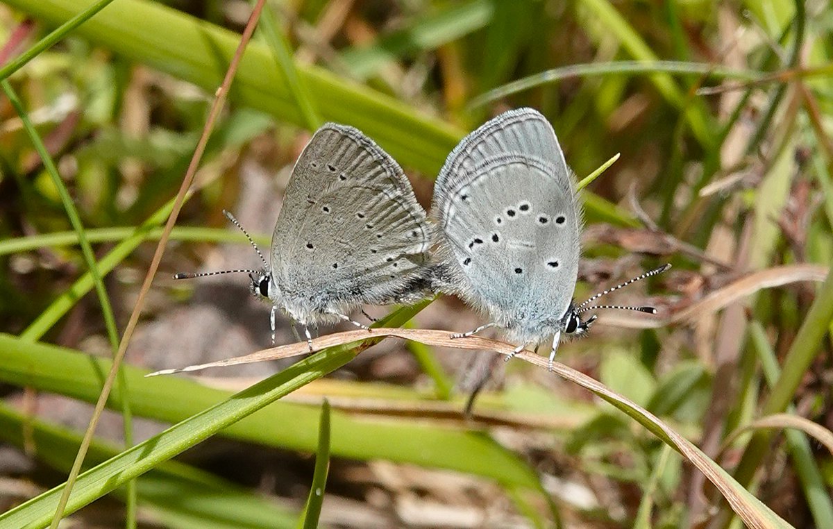 dartfordtrapper's tweet image. Another survey with Butterfly Conservation today, this time looking for Bright Wave at a recently discovered site. A pretty awesome 2500 were recorded, along with Sussex Emerald, Small Blues and Dusky Sallow.