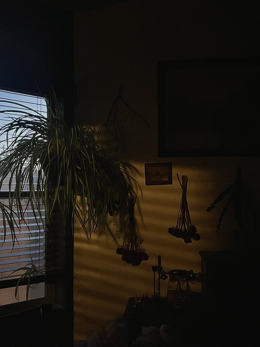 luhecatena's tweet image. I love this lil corner of my kitchen at sunset