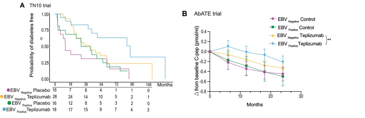 At Infinity Bio, we believe #OmicsTech + human cohort studies drive biomedical breakthroughs! Our 'Cohort of the Week' features inspiring research.

This week: Discover how latent EBV infection profoundly impacts teplizumab efficacy in Type 1 Diabetes. Yale School of Medicine's