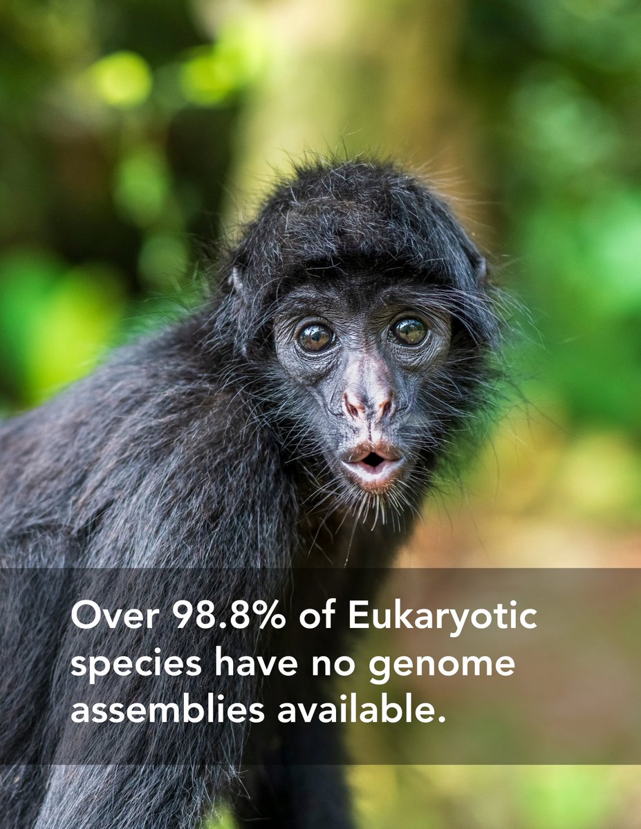 (1/2) 🌍 Are you genome sequencing eukaryotic biodiversity and generating high-quality reference genomes?
Consider joining the global initiative: the Earth BioGenome Project! 🌍🧬
The EBP is coordinating efforts to sequence the genomes of all 1.8 million named eukaryotic species.