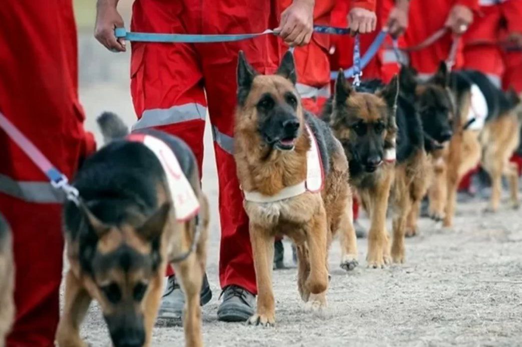 During the 12 day imposed war, the Islamic Republic of Iran Red Crescent's search and rescue dogs took part in 253 operations
15 people were rescued alive, and the bodies of 188 victims were recovered
Two dogs also lost their lives in the line of duty
#NotATarget

<a href="/ifrc/">IFRC</a>