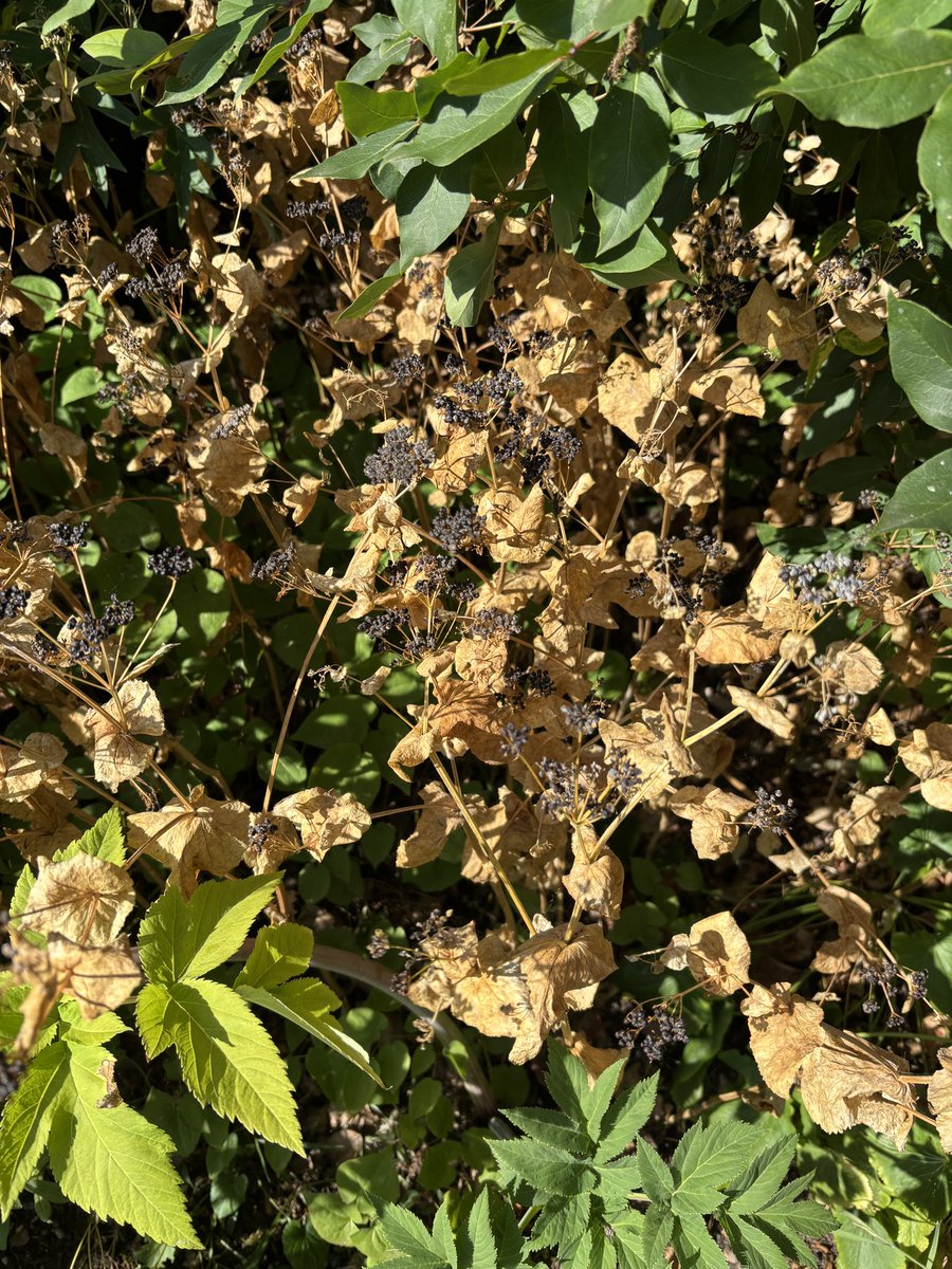 Smyrnium even looks great as it dries off…