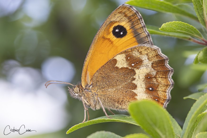 cain_cedric's tweet image. Voici un lépidoptère très commun en ce moment sur Ouessant : 
L&apos;Amaryllis (Pyronia tithonus).
#ouessant #iledouessant #iroise #cedriccain #lumieresdouessant #papillon #buterfly #amaryllis #pyroniatithonus