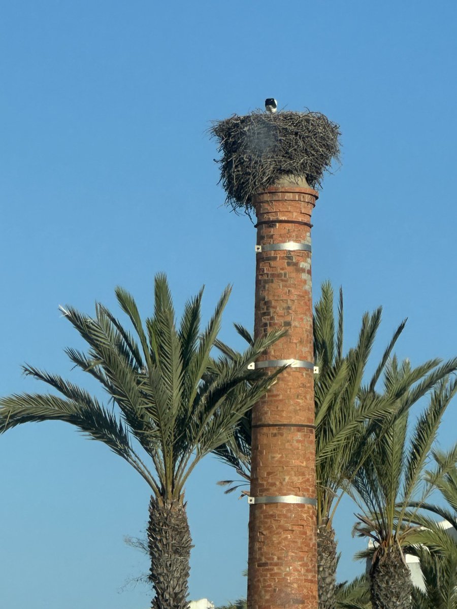 JochenReiser's tweet image. Stork = good luck 🍀