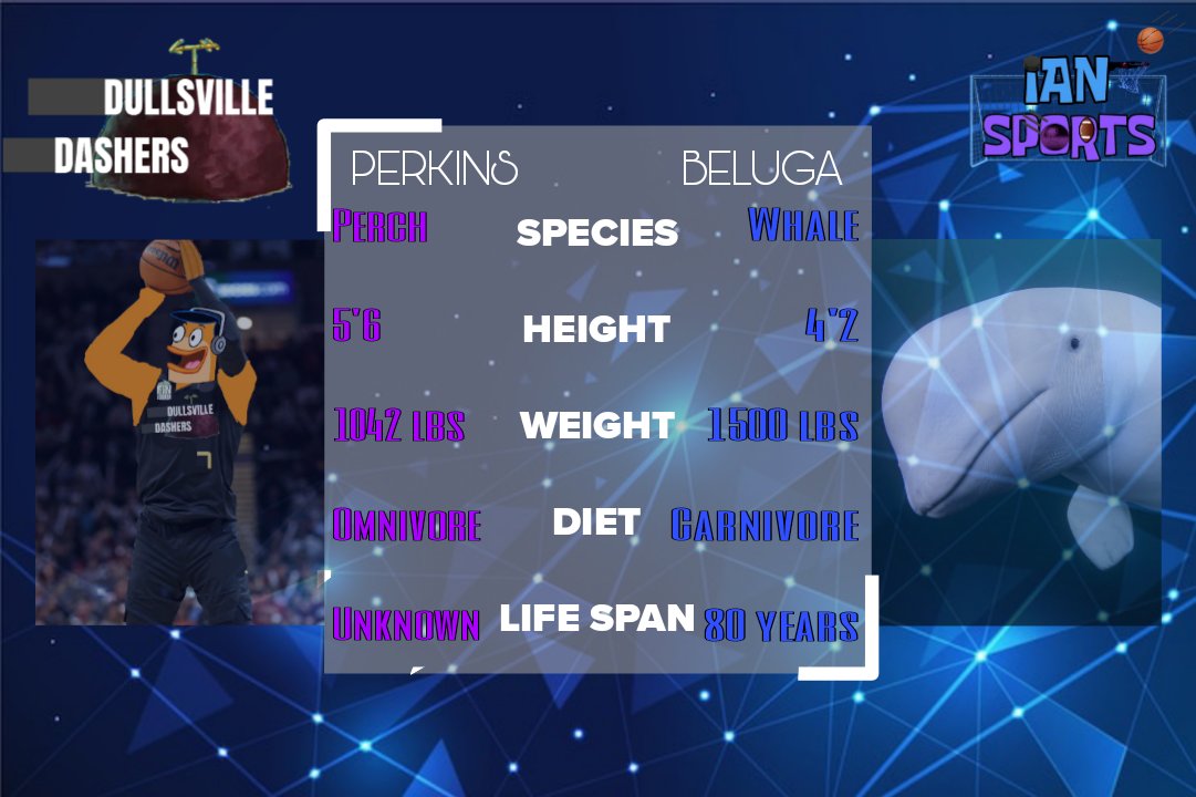 How does Dullsville Dashers PF Perch Perkins compare to a Beluga Whale 🤔🐳
