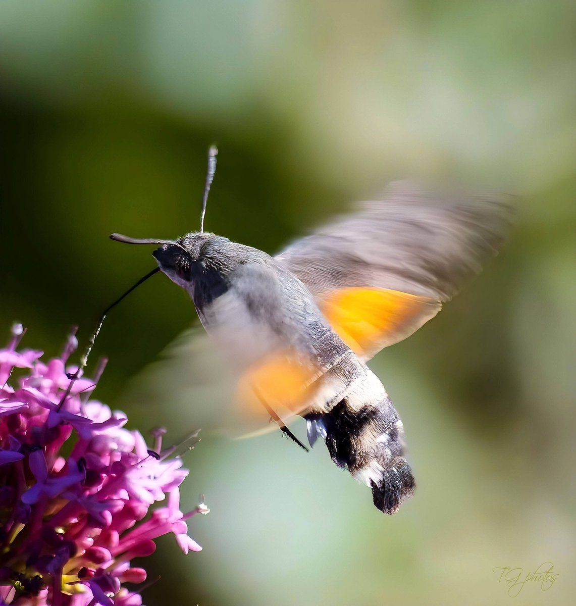 The Moro-sphinx butterfly (Macroglossum stellaratum)
The Moro-sphinx is often compared to the hummingbird. 
Photo prise dans le département du territoire de Belfort (90) Danjoutin, France 2025 📸