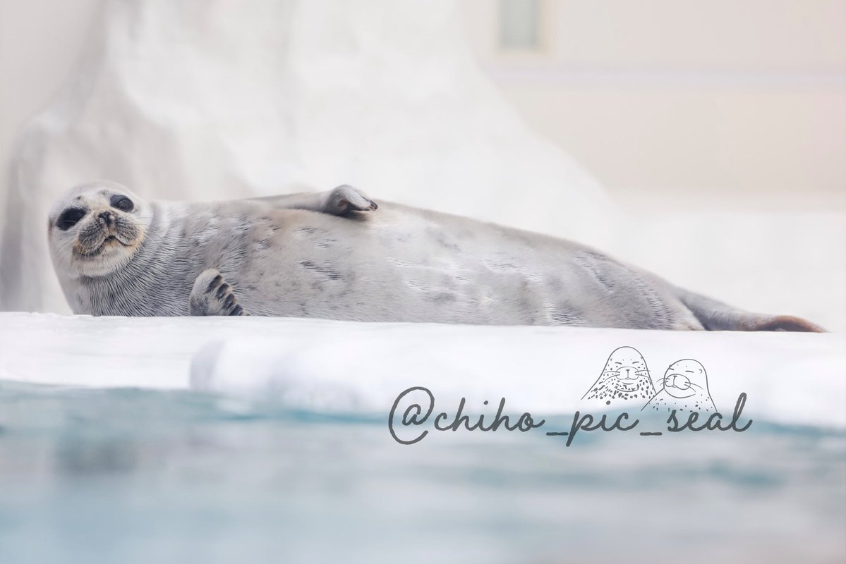 chiho_pic_seal's tweet image. ワモンアザラシのアラレちゃん♡
🦭Ringed seal / Arare
📆2025年撮影
📍 海遊館 Osaka Aquarium Kaiyukan
#海遊館
#ワモンアザラシ
#アザラシ
#seal