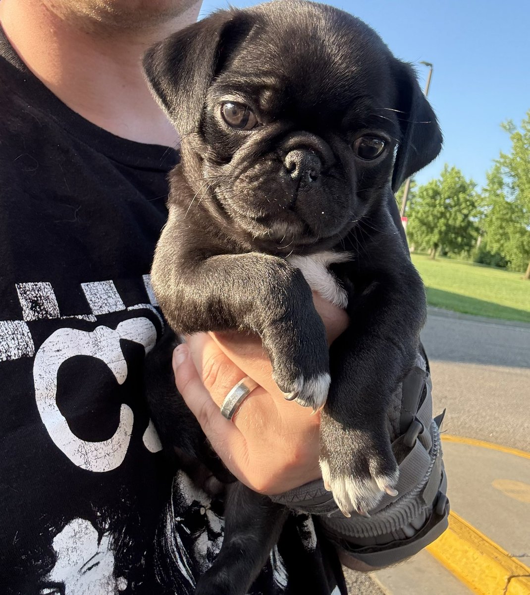 I want to introduce the newest family member to the Braden household

We miss Jackson so much, but have so much love to give, so we decided to adopt a puppy that needs a home

Welcome Agent Rosie, a 8 week old pug 

Welcome to our family