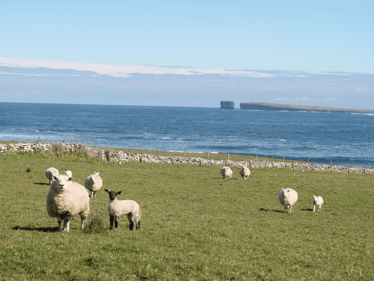 CeideCoastRun's tweet image. How to reach Ballycastle, Co. Mayo?
Ballycastle is a village on the North West coast of Ireland in Co. Mayo:
✈️Ireland West Airport
⛴️Rosslare, Dublin, Cork or Larne
🚆Heuston Station to Ballina
🚗R314 from Ballina. Co. Mayo
📷 by Mairéad Melody-Carr / Mayo North Tourism