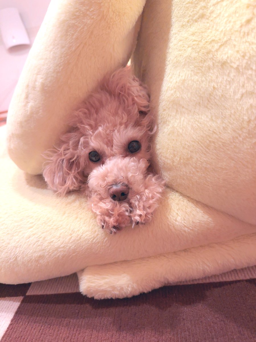 おはよー💛早起き続いてます🔆
むぎいない！と思ったらプリンくんに隠れてた