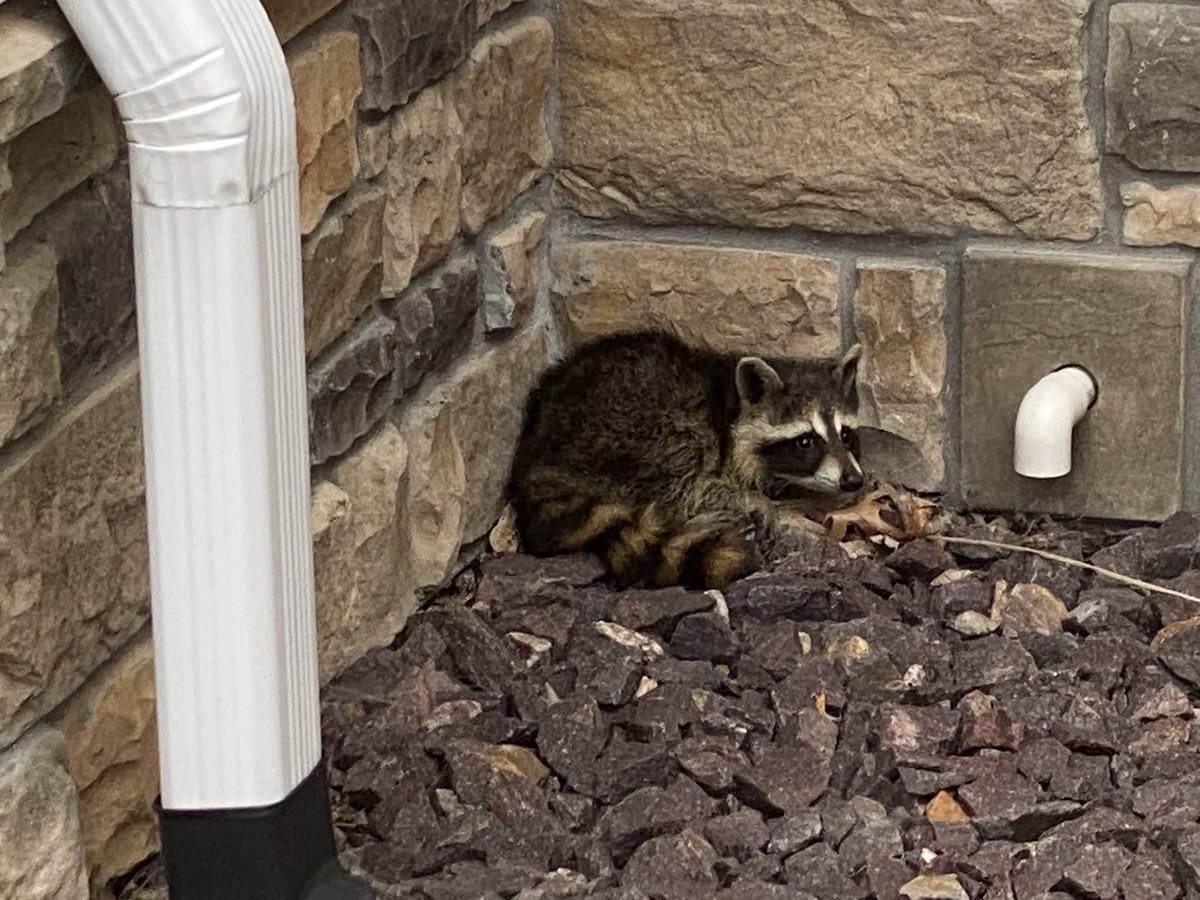 Matt Ramsey tweet media