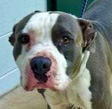 Please, Please help save Luca!!! Is there anyone out there that can Foster Luca. Is there a rescue out there to Save Luca??  
Is there a persin who wants to adopt Luca??  Or Phelonie?  Or Chuck??  Please help us save the Rocky Mount digs!