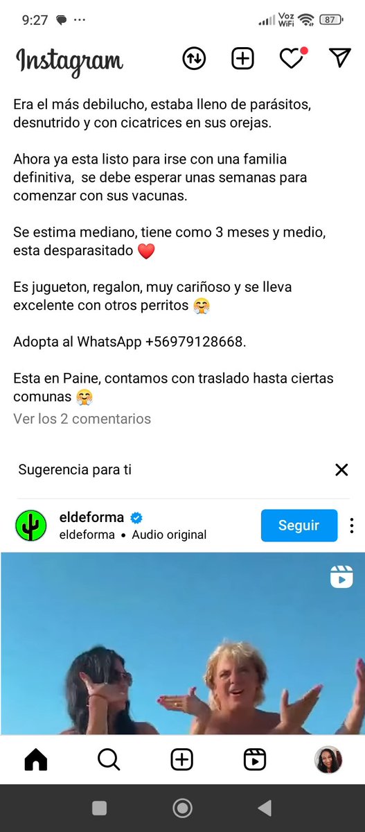 Katherin8782818's tweet image. @creaconsciencia Instagram #Pippe #Adopcion aquí su wassap Rt urgente