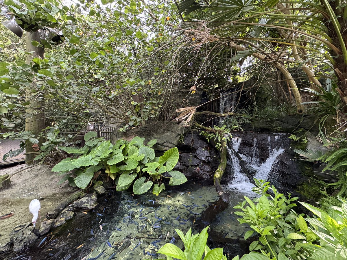EvanPatel11's tweet image. Gorilla falls is an amazing level of immersion and storytelling. For people who like the safari, you have to like gorilla falls. A slower paced walking version of the reserve. Take your time and immerse yourself in the African wildlife and natural surroundings.