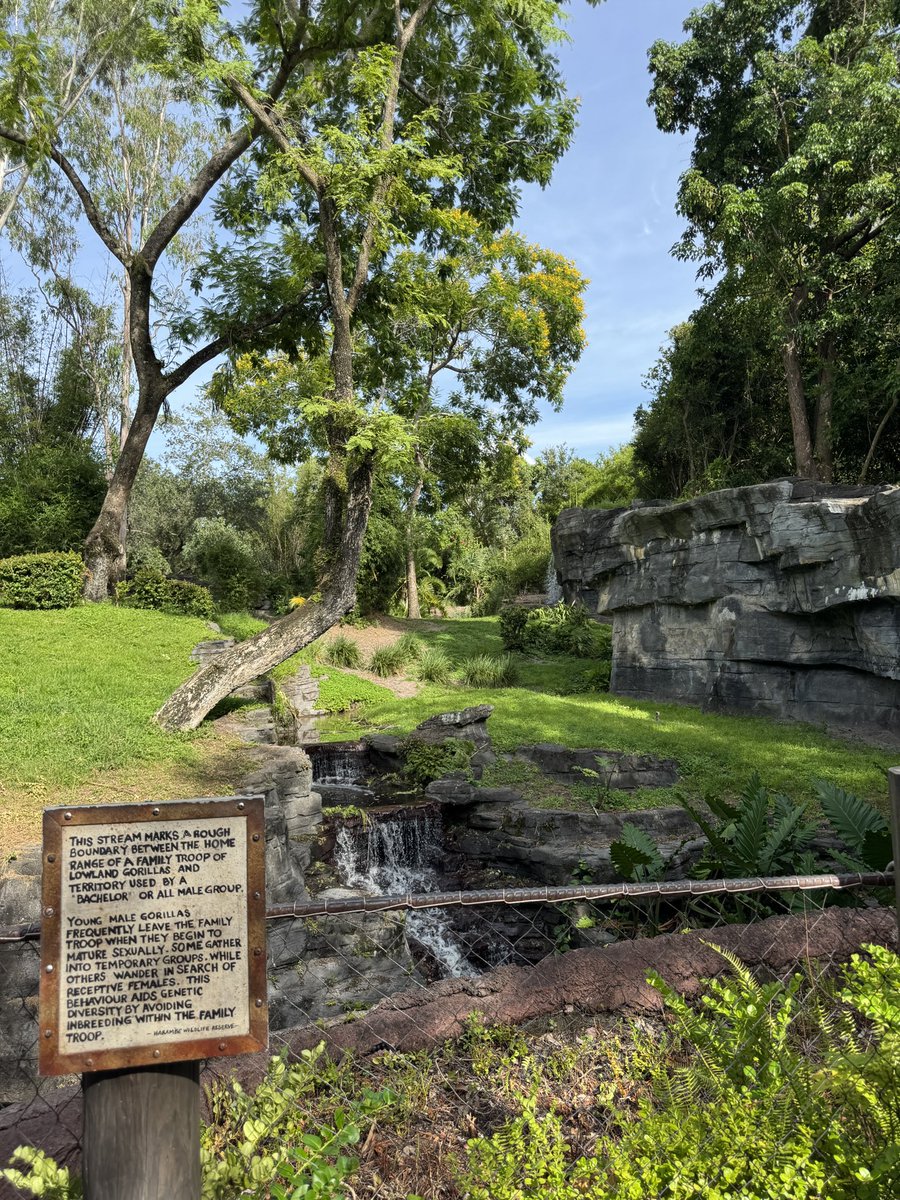 EvanPatel11's tweet image. Gorilla falls is an amazing level of immersion and storytelling. For people who like the safari, you have to like gorilla falls. A slower paced walking version of the reserve. Take your time and immerse yourself in the African wildlife and natural surroundings.