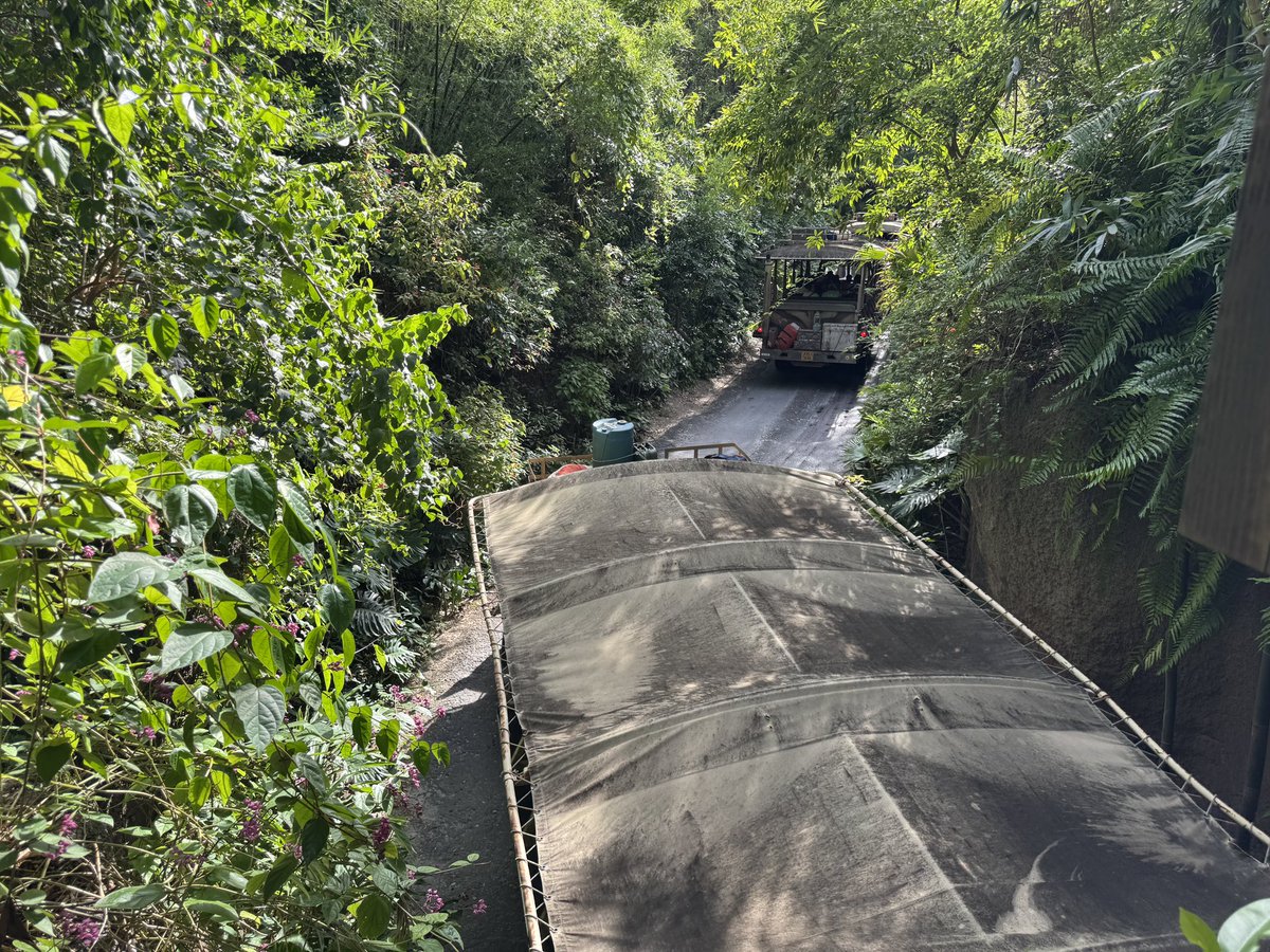 EvanPatel11's tweet image. There truly is nothing like DAK. I hope you all learned something from one of my posts today. I have so much passion for this park. The storytelling and detail are just at an amazing level. It’s no wonder I’m here all the time.