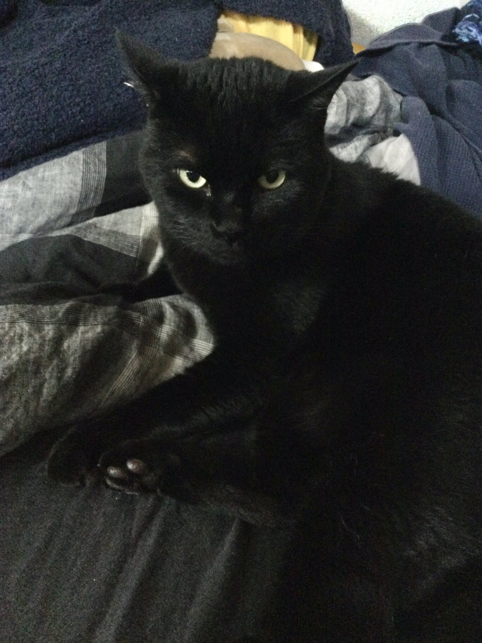 黒猫様♡ありがとうございます♡ 黒猫はじめました。 on X: 