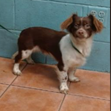 🆘💔🆘  PAPACITO has been at Downey #California ACC since 4/25 - was just cleared for adoption today. 14 months old, 14 lb Dachshund (mix?). Great young pup with the adoption fee waived. Go see him tomorrow🙏 #A5694903