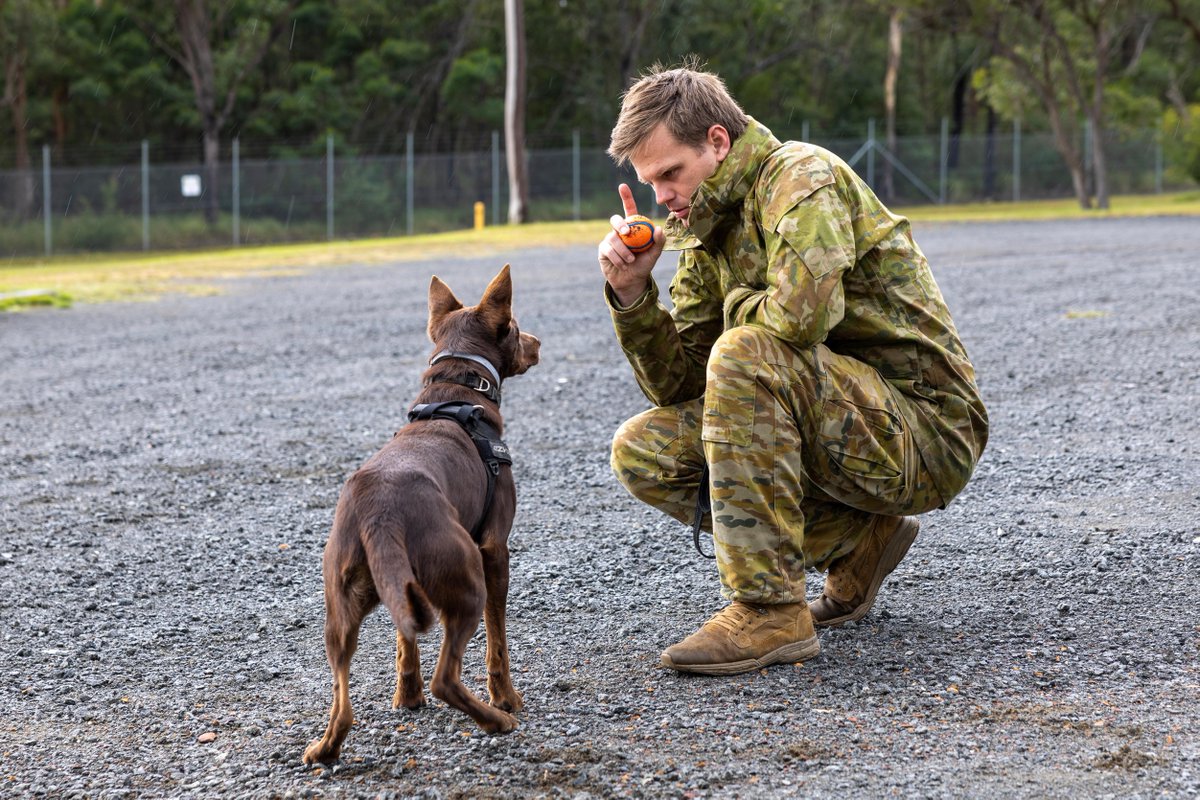 AustralianArmy's tweet image. Command and Control visualised
๐พ๐พ๐พ
๐ธ LSIS Nadav Harel
๐ School of Military Engineering, Holsworthy