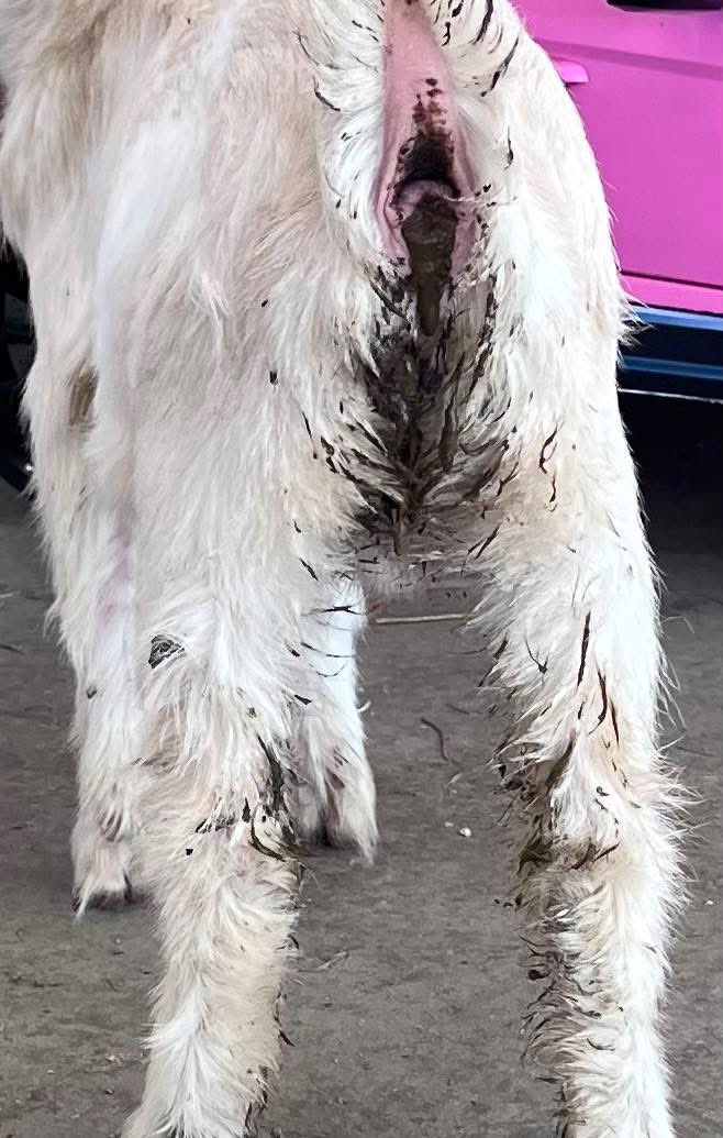 Initial Poop Offering tweet media