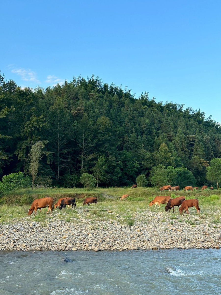 Mia_Xx168's tweet image. Campfire? Check
Fresh air? Check
A dog who thinks the tent is his palace? Also check
What’s one thing your pet always does while camping? 👇👇
#CampingWithPets #PetAdventure #ShareYourStory