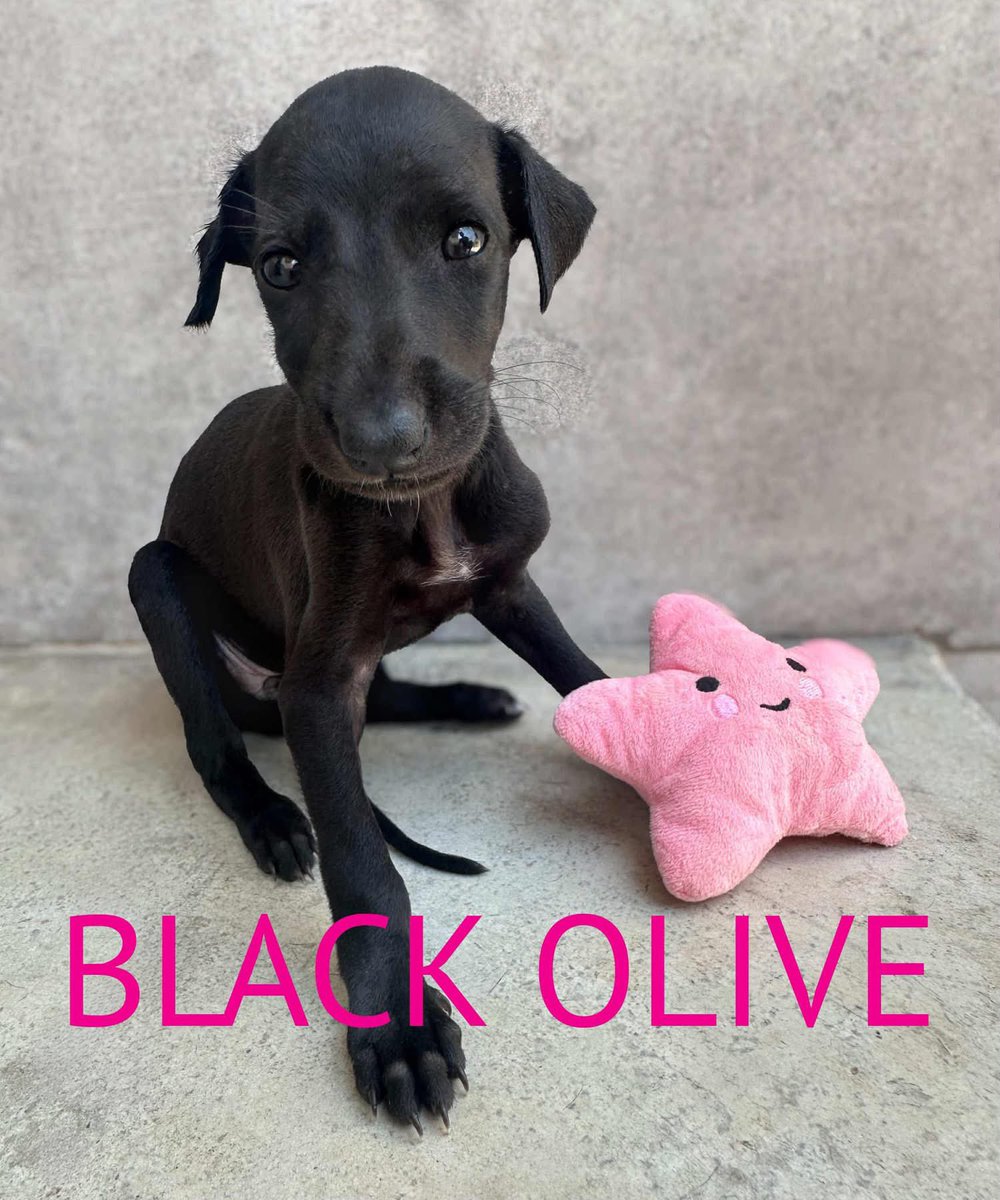The other three of the seven shades of black from Shadow’s litter ❤️
I’m going to be honest here… I need to go thru every white hair and identify who are the two i havnt taken yet 😏… this isn’t easy 😂