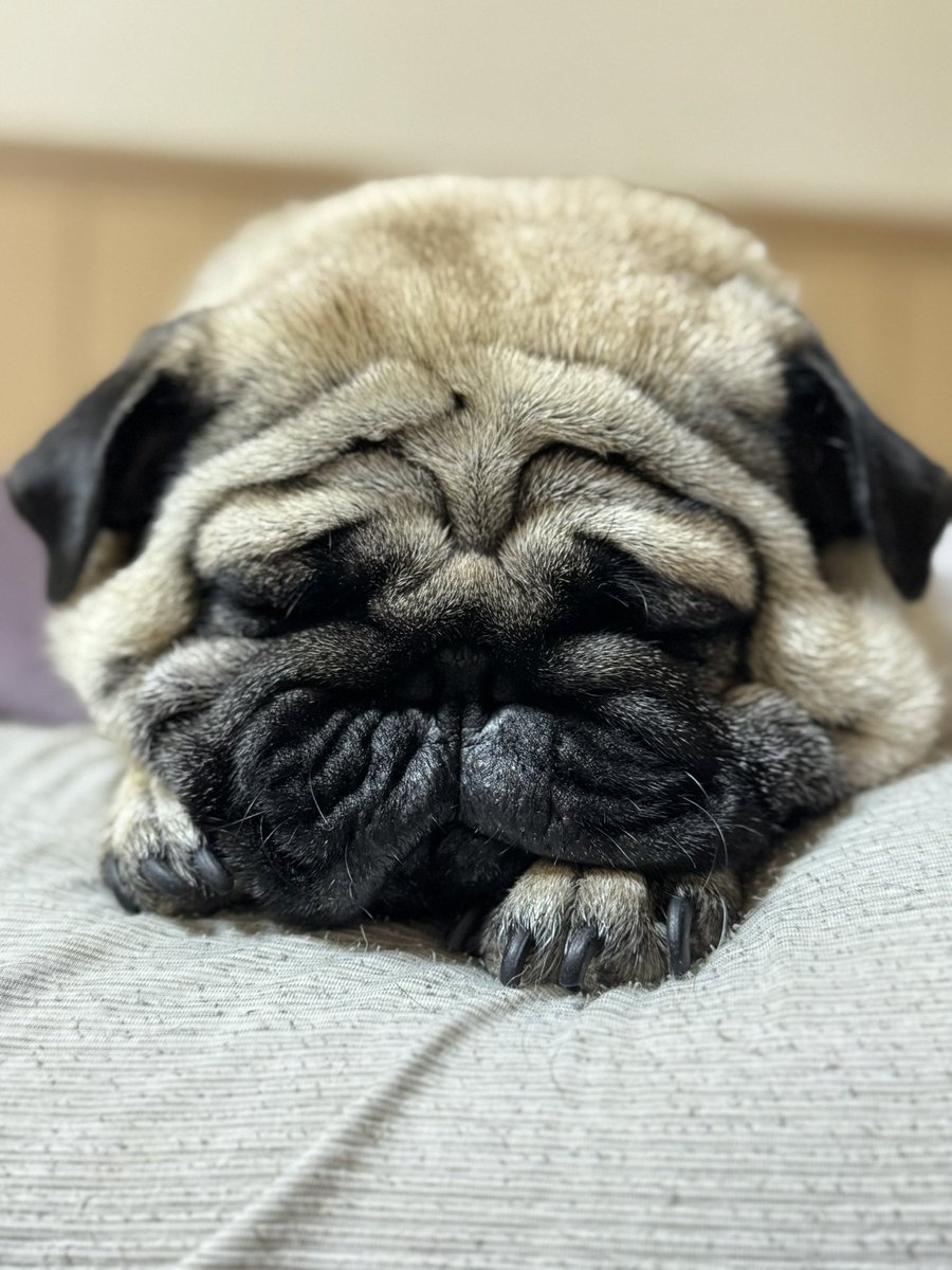kx503's tweet photo. 気管支炎になり体もかなりブロッコリー。
亀も熱中症で殺してしまった、反省を生かして次は絶対大丈夫なコヤを作ってちゃんと大人に育てる
タバコをやめてから集中力の低下が目立って��た。このループから抜け出せるのかな https://t.co/PqW7IVV4cg