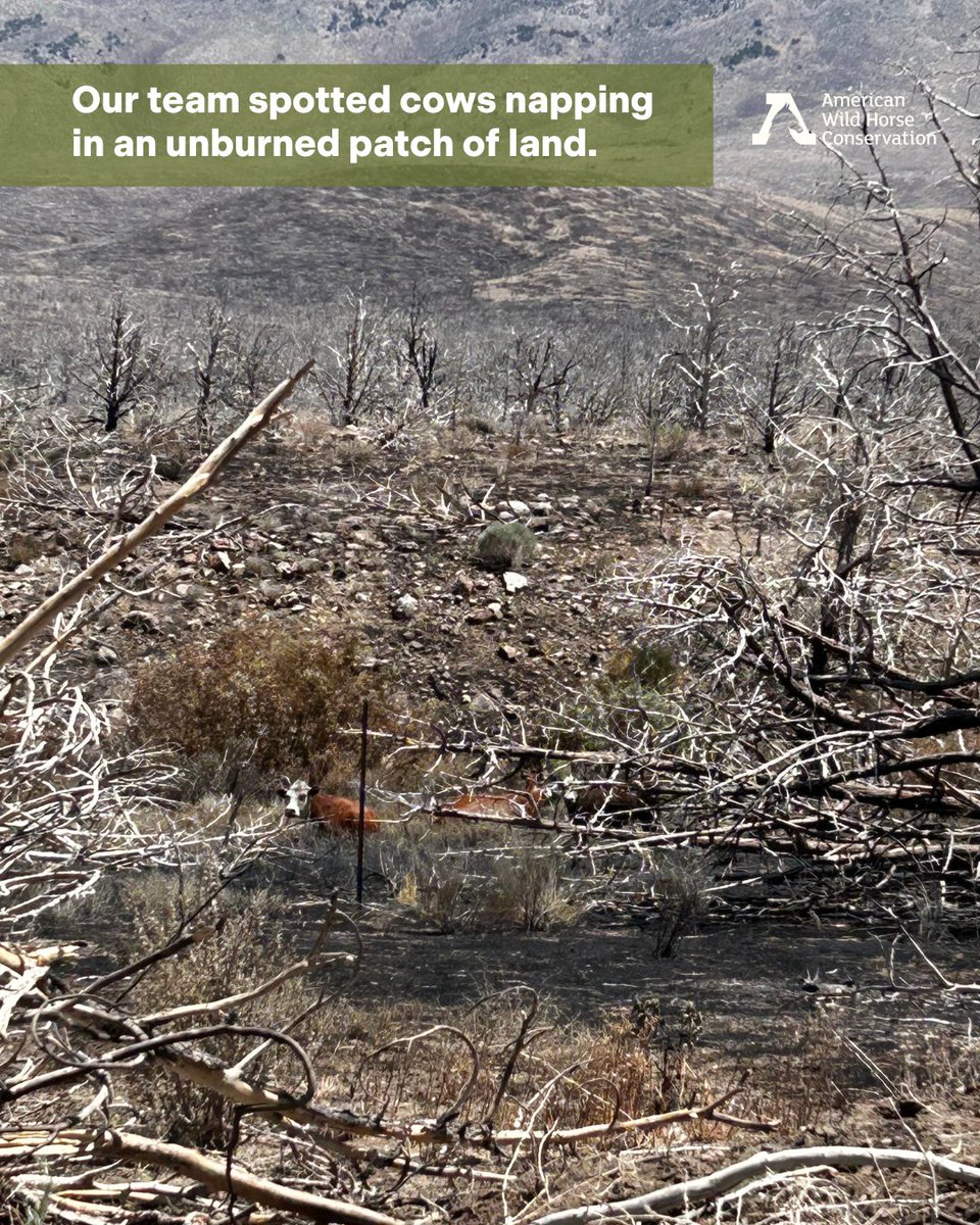 FreeWildHorses's tweet image. Conner Fire Update 🔥 As of June 30, the fire is 100% contained, after burning nearly 18,000 acres. We are deeply grateful to the firefighters who have worked tirelessly to contain the burn and prevent further spread 🙏
Firefighters continue to patrol and monitor the perimeter.