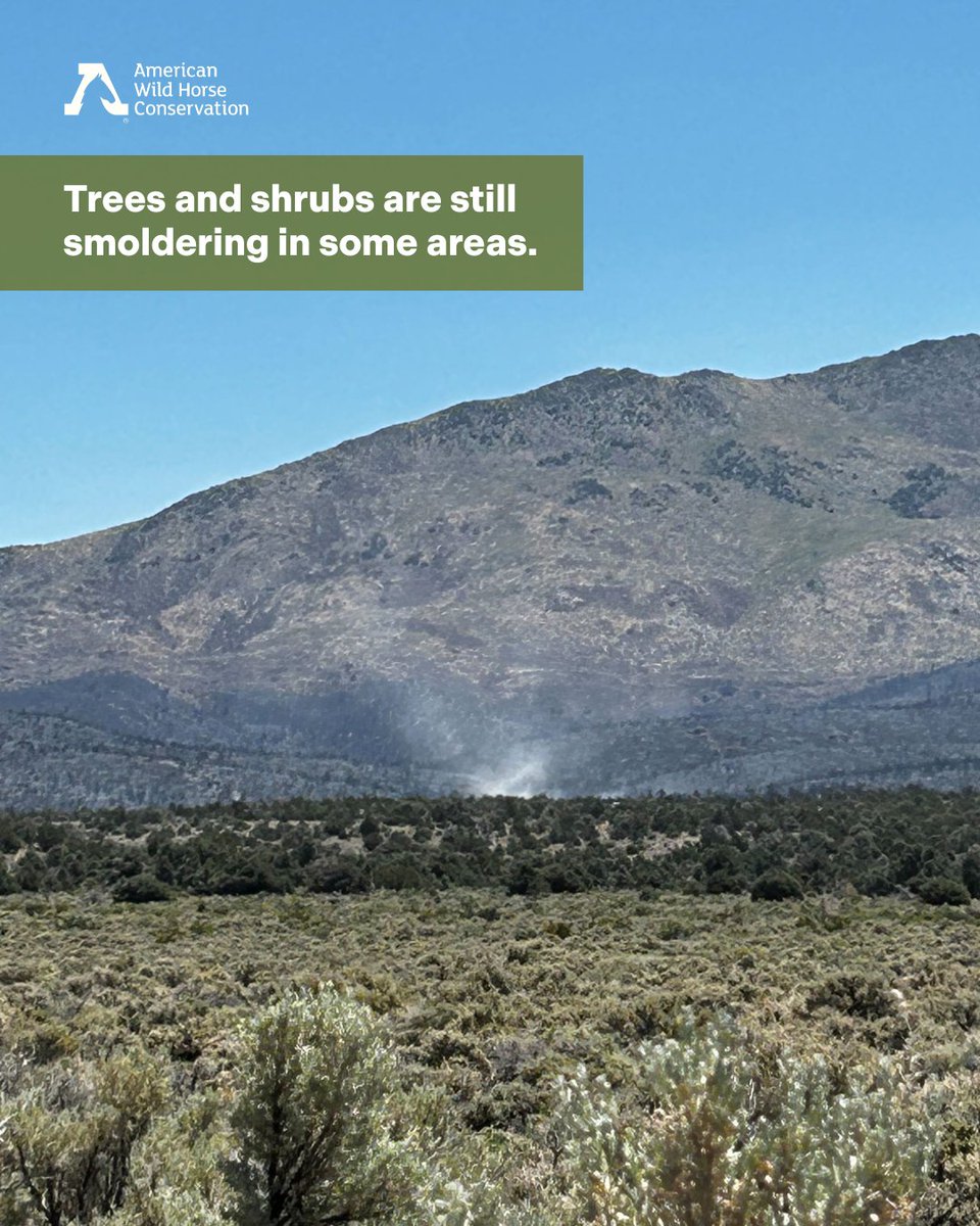 FreeWildHorses's tweet image. Conner Fire Update 🔥 As of June 30, the fire is 100% contained, after burning nearly 18,000 acres. We are deeply grateful to the firefighters who have worked tirelessly to contain the burn and prevent further spread 🙏
Firefighters continue to patrol and monitor the perimeter.