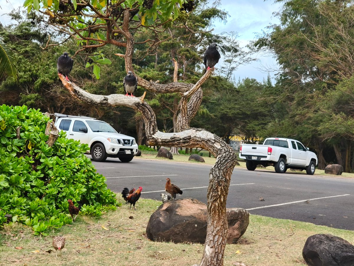 Lo normal por aquí en hawaii, ver gallos por todos lados y palomas con complejo de buitres 🙄