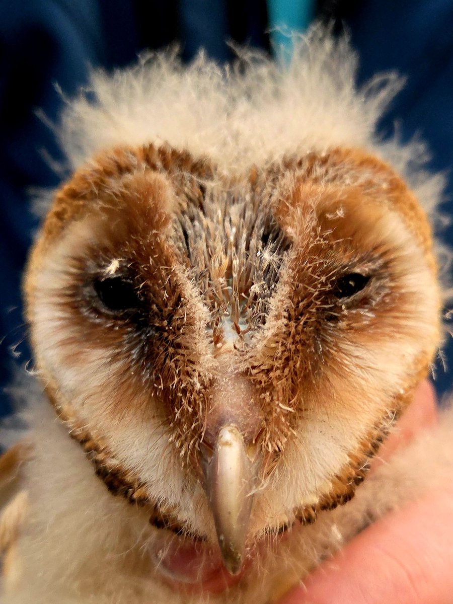 JustLien tweet media