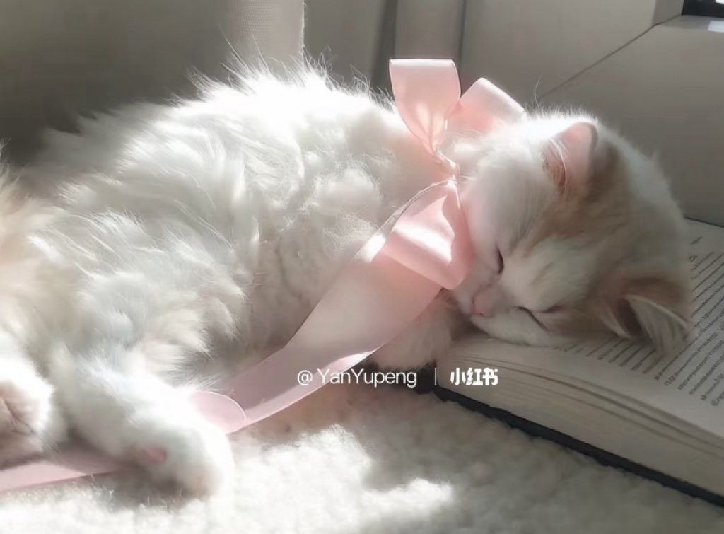 新品即納】[DOL]えっくす☆きゅーと Star Sprinkles / Moon Cat