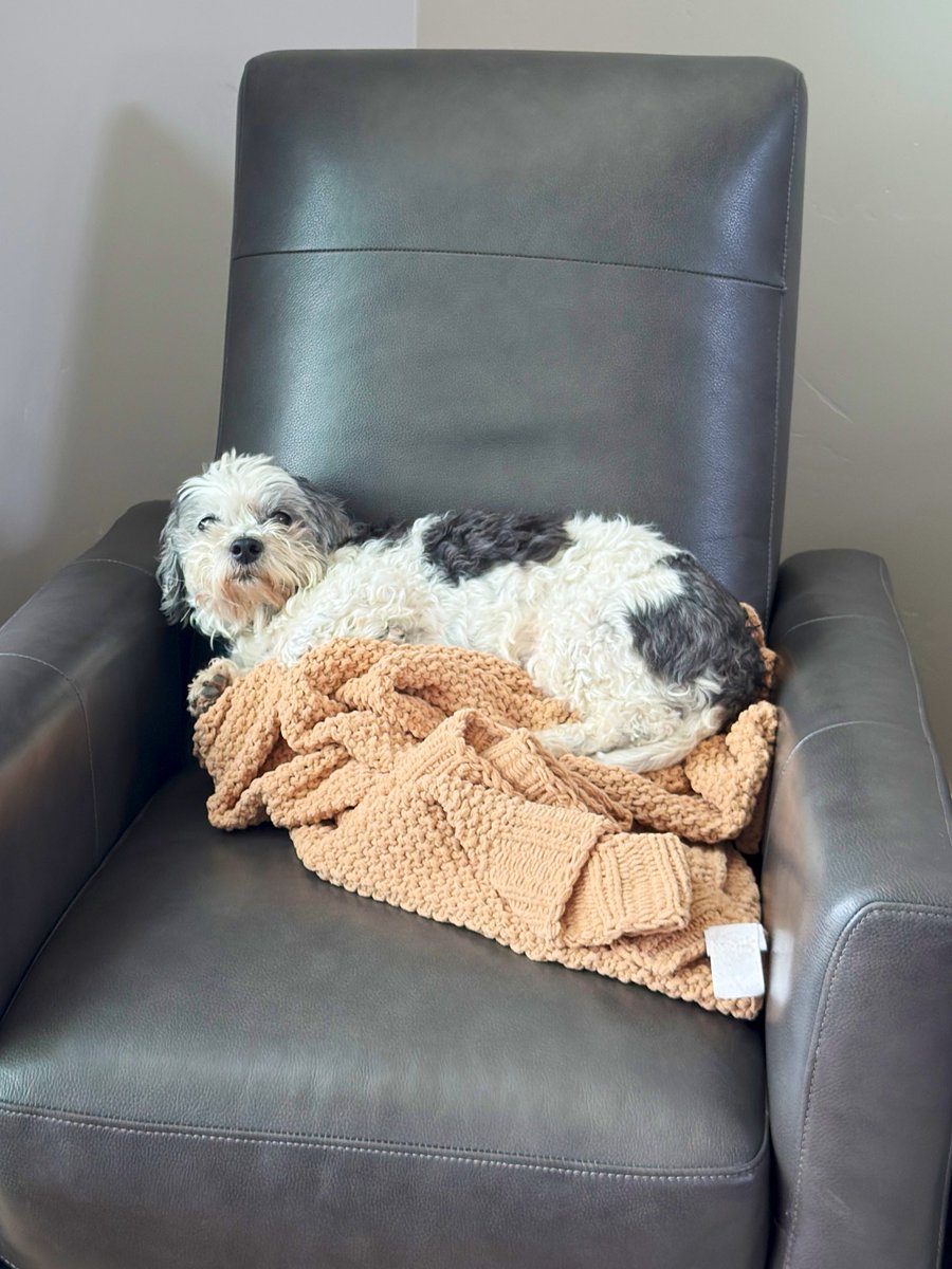 Don’t keep scrolling without saying hi to Roscoe, he’s watching you #dogsoftwitter