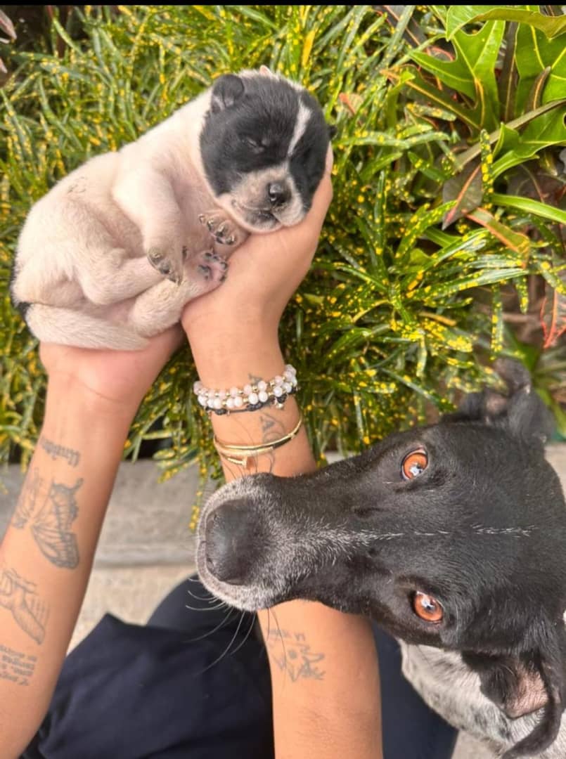 PerroUsuario Wof '•' (@perrousuario) on Twitter photo RP <a href="/RamsesVazBlanco/">@RamsesVaz64</a>: Reenviado. Ésta es la Cachorra de la Perrita de Farmatodo el Valle Ccs. Se necesita que alguien la adopte a ella o a las dos . Siguen en la calle esperando un angelito que las quiera adoptar 04241268819. Gracias💗🐾 RP <a href="/RamsesVazBlanco/">@RamsesVaz64</a>: Reenviado. Ésta es la Cachorra de la Perrita de Farmatodo el Valle Ccs. Se necesita que alguien la adopte a ella o a las dos . Siguen en la calle esperando un angelito que las quiera adoptar 04241268819. Gracias💗🐾