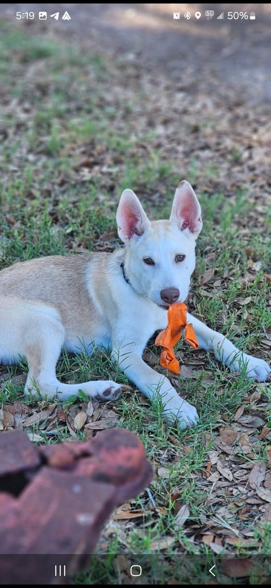 Shylo &amp; Chulo need immediate placement 🚨🚨🚨 currently in Texas. Both approximately 7 months old. Rescue preferred but can be adopted. Please call or text if u can help (956) 346-8738 or (956) 640-2789