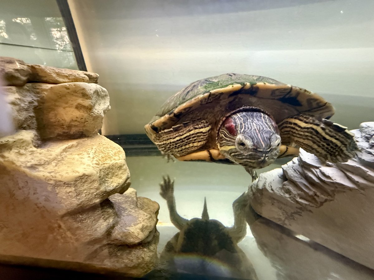 This is my nephew Finley, a red eared slider. Quote a handsome fellow, knows his name &amp; lives attention &amp; scritches with a toothbrush #turtles #cats