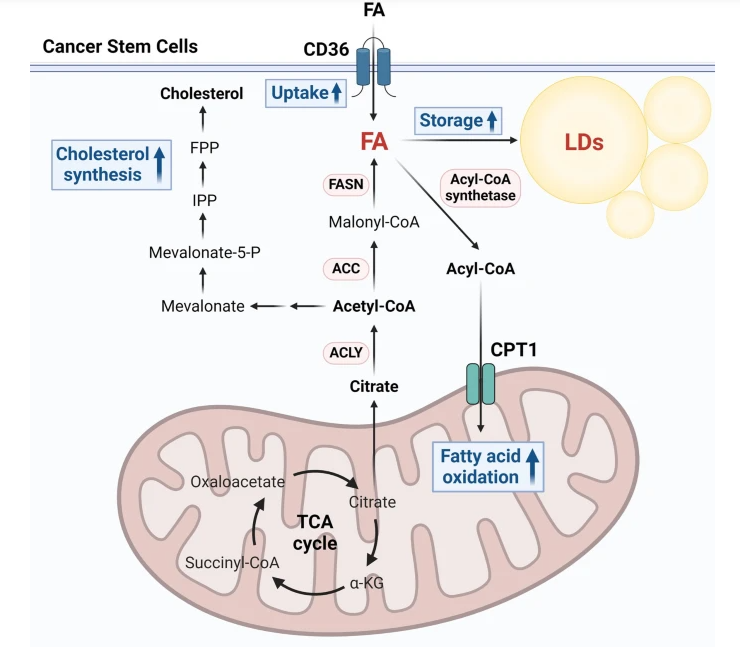 Cancer Stem Cell News (@cancerscnews) on Twitter photo Interested in #LipidMetabolism in cancer stem cells (CSCs)? 🤔
This #review from the lab of Dr. BuHyun Youn at <a href="/PusanUni/">Pusan National University</a> underscores the emerging significance of lipid metabolism as both a hallmark and vulnerability of CSCs, offering opportunities for novel targeted cancer Interested in #LipidMetabolism in cancer stem cells (CSCs)? 🤔
This #review from the lab of Dr. BuHyun Youn at <a href="/PusanUni/">Pusan National University</a> underscores the emerging significance of lipid metabolism as both a hallmark and vulnerability of CSCs, offering opportunities for novel targeted cancer