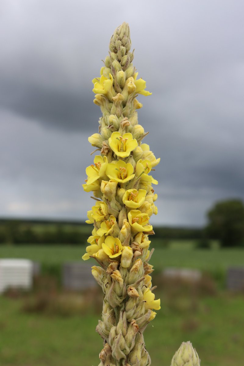 TTNewbridge's tweet image. Great Mullein
Verbascum thapsus
Coinnle Muire
A native species, can grow quite tall generally flowering from June to August.
Its attractive flowers are yellow & its leaves are covered in hairs.
#WildflowerHour
