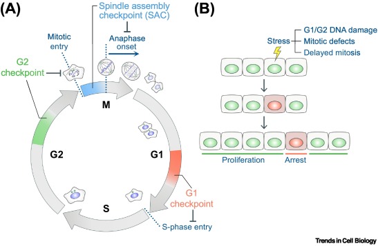 TrendsCellBio's tweet image. Time as a danger signal promoting G1 arrest after mitosis dlvr.it/TLpW0N
