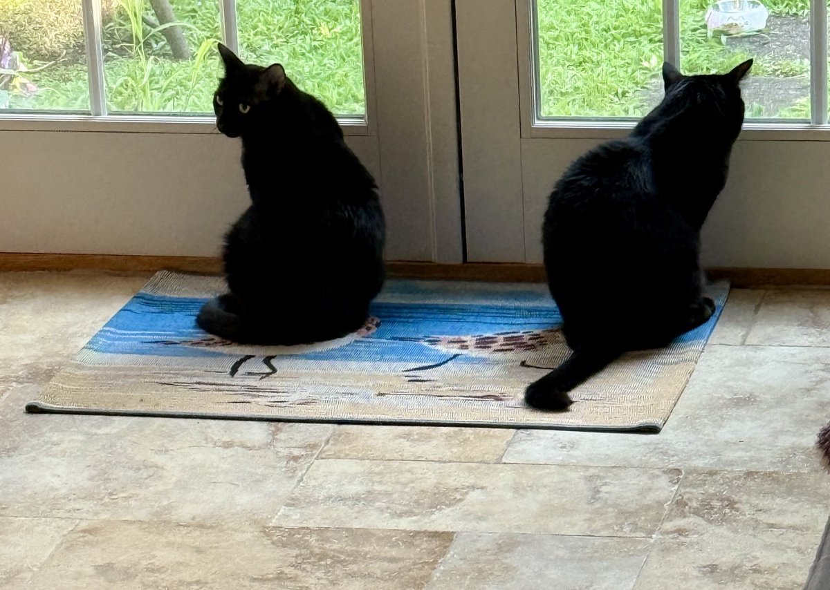 These are my nephews Shadow &amp; Midnight, Finley’s siblings. #Cats