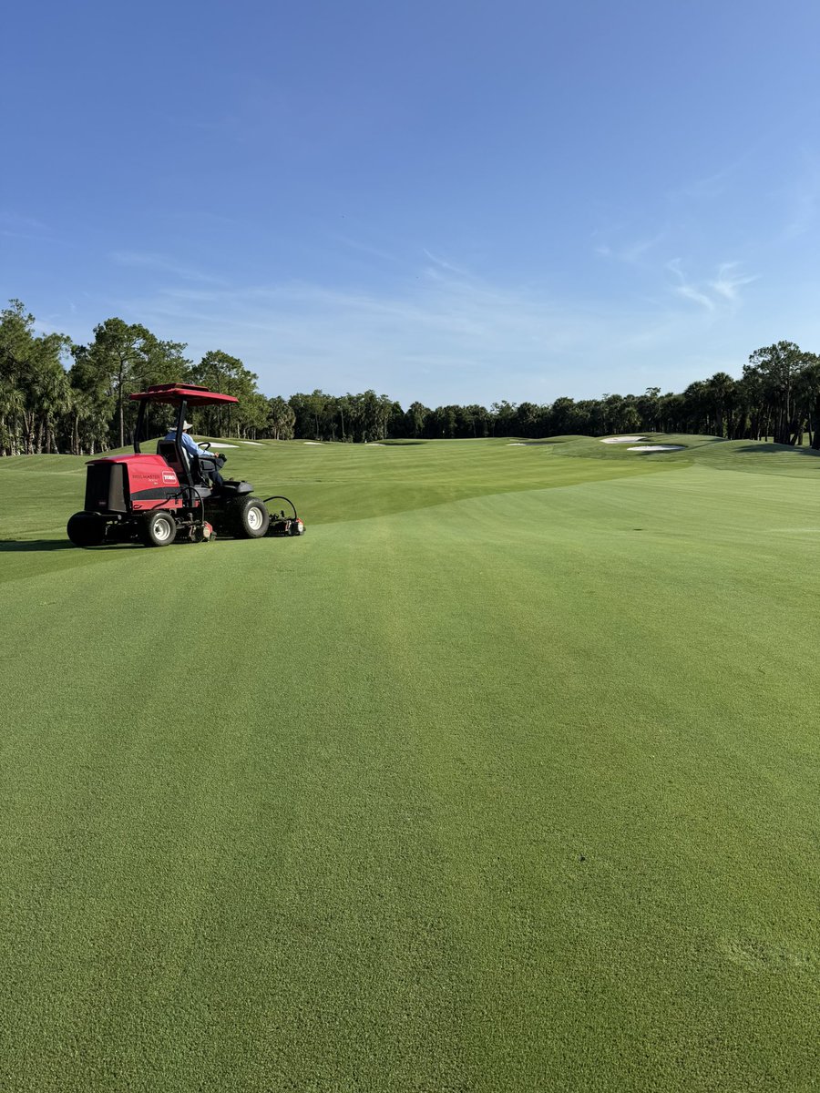 DarrenJDavisGCS's tweet image. Long days with plentiful sunlight, adequate rainfall and hot… a perfect combination for warm season #turfgrass The @TifTufBermuda is looking good! Hole 11 #oldefloridagolfclub #reesjonesdesign #thisismyoffice @ToroGolf #swfl #summer