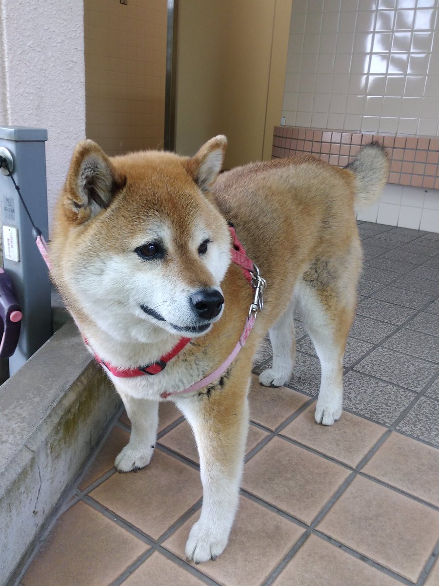 7/9 水
おはようございます 🐕♪

本日は
  YMO 細野晴臣  のBD 💐🎂🎉🎉🎉

そして
「ジェットコースターの日」です 🎢

　　      🇹🇭 สวัสดีตอนเช้า♪