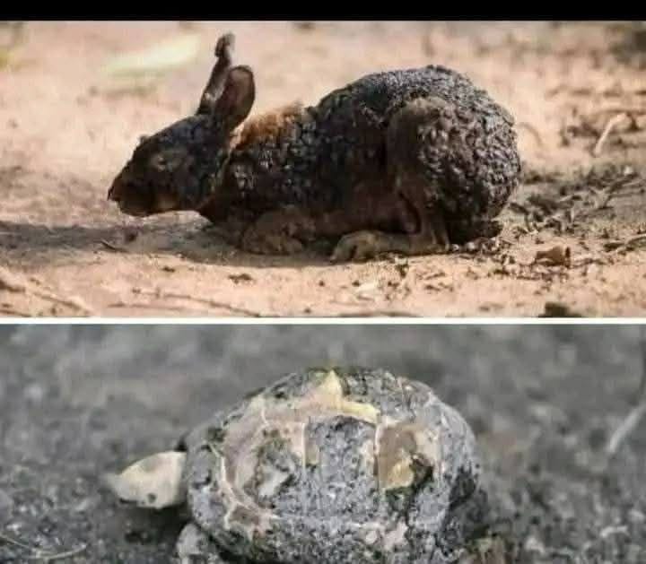 لا أعرف تفاصيل السباق هذه المرة
لكنه كان سباقا من أجل النجاة..
ولم يفز أحد

الساحل السوري.. انتهت قصة السلحفاة والأرنب💔