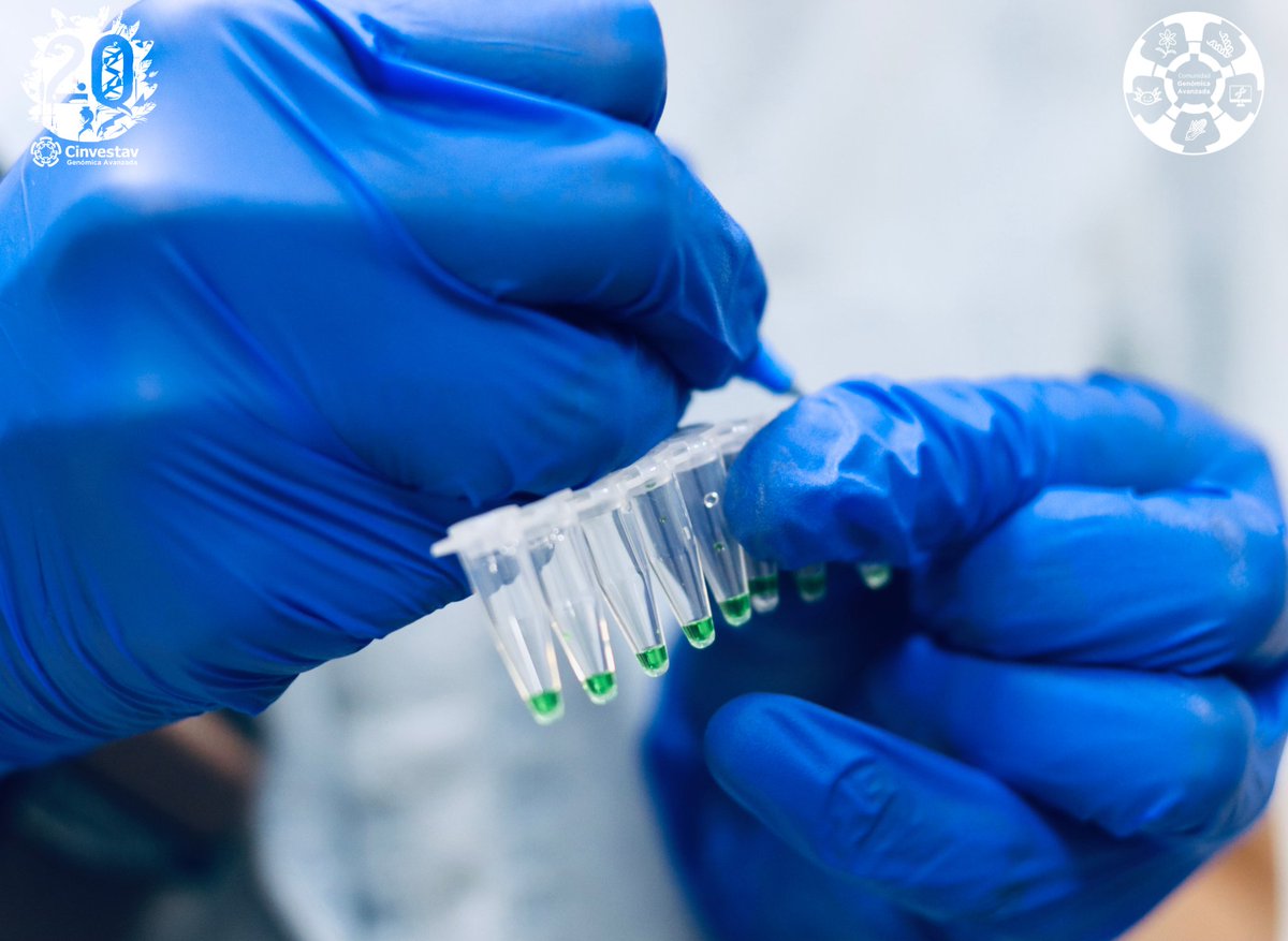 uga_langebio's tweet image. 🔬¿Tubos diminutos? Sí, fundamentales en #biología molecular.🧬Estos #tubos de #PCR, con una capacidad total de 0.2 ml💧, están diseñados para trabajar con volúmenes pequeños pero precisos.🧪Hechos de polipropileno, un #plástico que soporta los cambios rápidos de temperatura🌡.