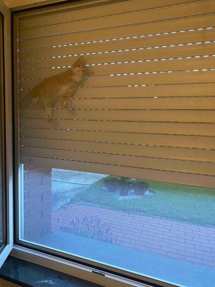 qué cojones hace mi gato ahí?