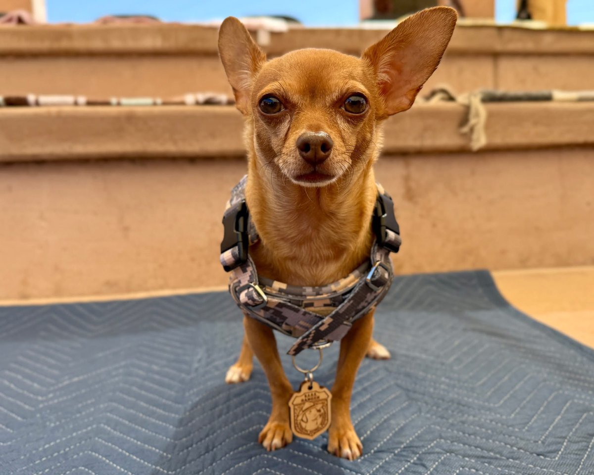 Bark Ranger Tuco wants you to B.A.R.K. 
When out on the trails with your dog, remember these four simple things:
B = Bag your pet’s waste
A = Always leash your pet
R = Respect wildlife 
K = Know where you can go

NPS Photo / Dan Leifheit
