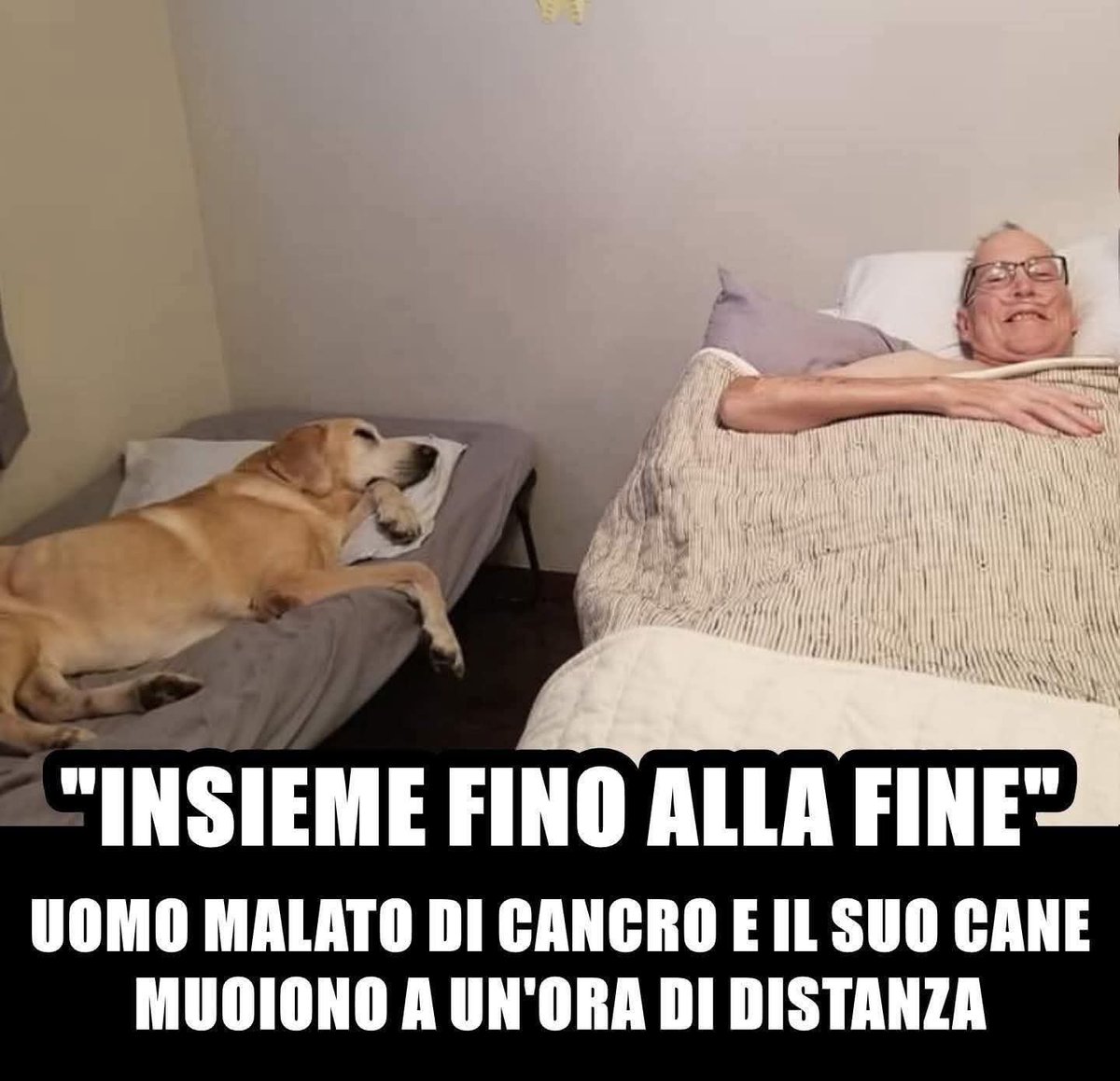 CuoreIschitano's tweet photo. Un Labrador di 11 anni di nome Gunner ed il suo umano si sono spenti ad un'ora di distanza uno dall'altro.
Un filo invisibile e vitale li univa....🥹💔 https://t.co/IsJ8ZUYQRq