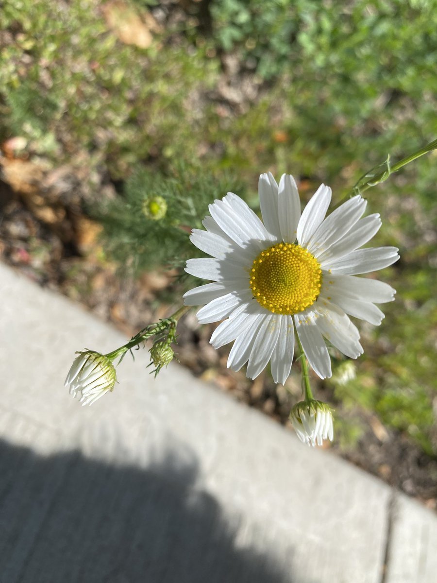 Remember to stop and smell the .. daisies?