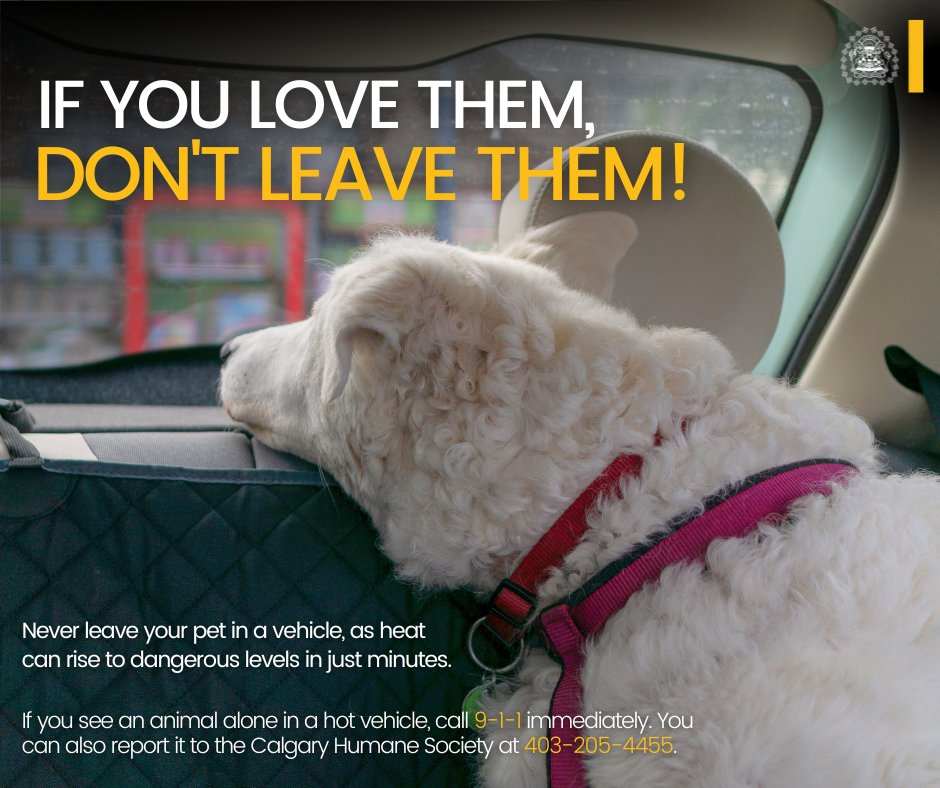 CalgaryPolice's tweet photo. If you love them, don't leave them! As temperatures climb, so do the calls for dogs in distress left in vehicles. The temperature inside a vehicle can rise to dangerous levels in as little as a few minutes. A partially open window does not effectively lower a vehicle’s interior temperature, nor does the availability of water. 🛑 Never leave an animal unattended inside a vehicle on a warm or hot day, even for a short time.

☎️ If you see an animal alone in a vehicle on a warm or hot day, call 911 immediately. Be prepared to provide your location & the vehicle’s licence plate number, make & model & a brief description.

🗣️ You can also report an animal left inside a hot vehicle to the Calgary Humane Society by calling 403-205-4455.